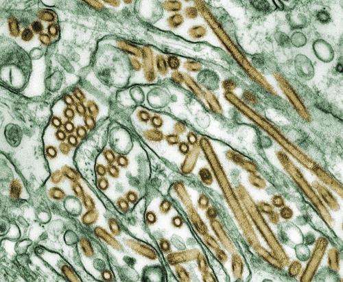 Colorized transmission electron micrograph of Avian influenza A H5N1 viruses. Credit: Public Domain H5N1