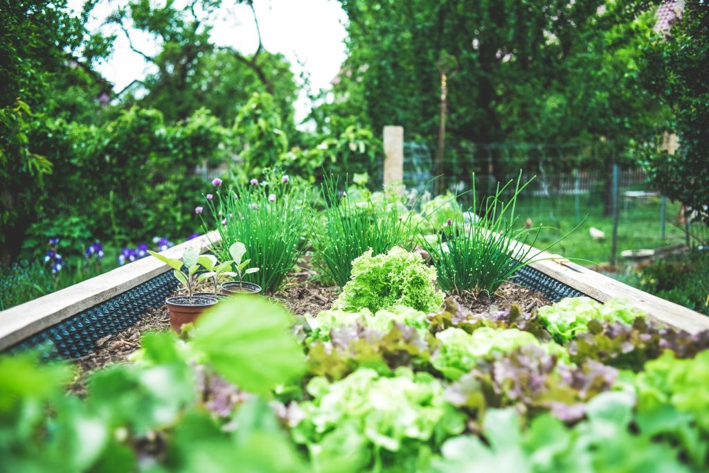 Bringing Nature to the City: Discovering the Benefits of Urban Farming and Foraging