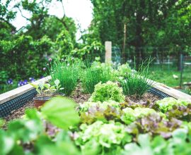Bringing Nature to the City: Discovering the Benefits of Urban Farming and Foraging