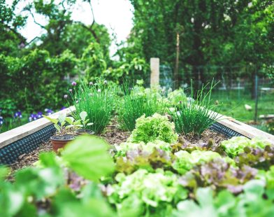 Bringing Nature to the City: Discovering the Benefits of Urban Farming and Foraging