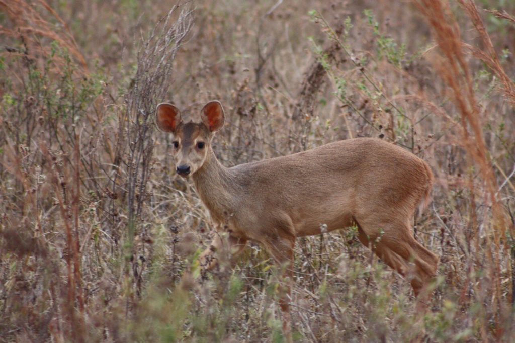 Humans play a bigger role than nature in shaping deer numbers in the Atlantic Rainforest, study finds