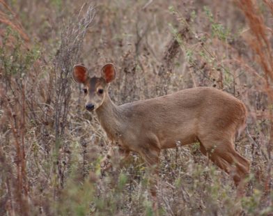 Humans play a bigger role than nature in shaping deer numbers in the Atlantic Rainforest, study finds