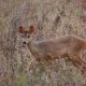 Humans play a bigger role than nature in shaping deer numbers in the Atlantic Rainforest, study finds