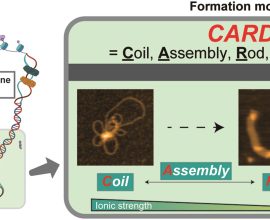 Credit: Nucleic Acids Research (2025). DOI: 10.1093/nar/gkaf152