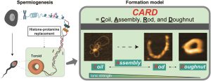 Credit: Nucleic Acids Research (2025). DOI: 10.1093/nar/gkaf152