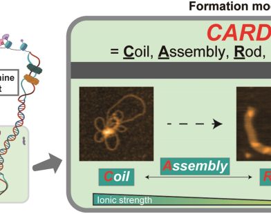 Credit: Nucleic Acids Research (2025). DOI: 10.1093/nar/gkaf152