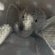 Strangers Become Angels: Community Joins Forces to Bring Lost Elephant Back to Tearful Toddler