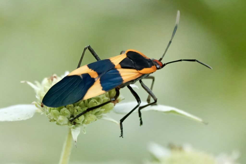Study Finds Insects Are Vanishing Because of Farming and Other Factors