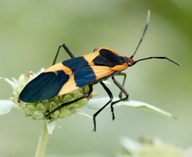 Study Finds Insects Are Vanishing Because of Farming and Other Factors