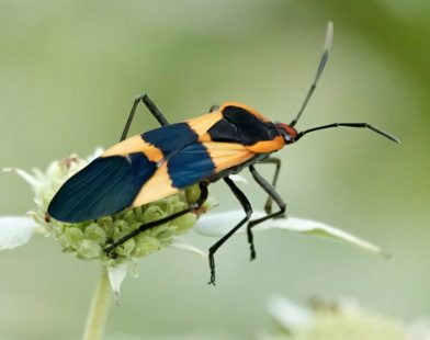 Study Finds Insects Are Vanishing Because of Farming and Other Factors