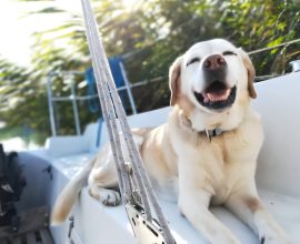 The Paws-itive Impact of Dogs on Our Social Lives