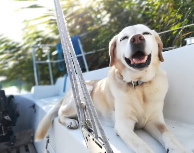 The Paws-itive Impact of Dogs on Our Social Lives