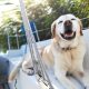 The Paws-itive Impact of Dogs on Our Social Lives