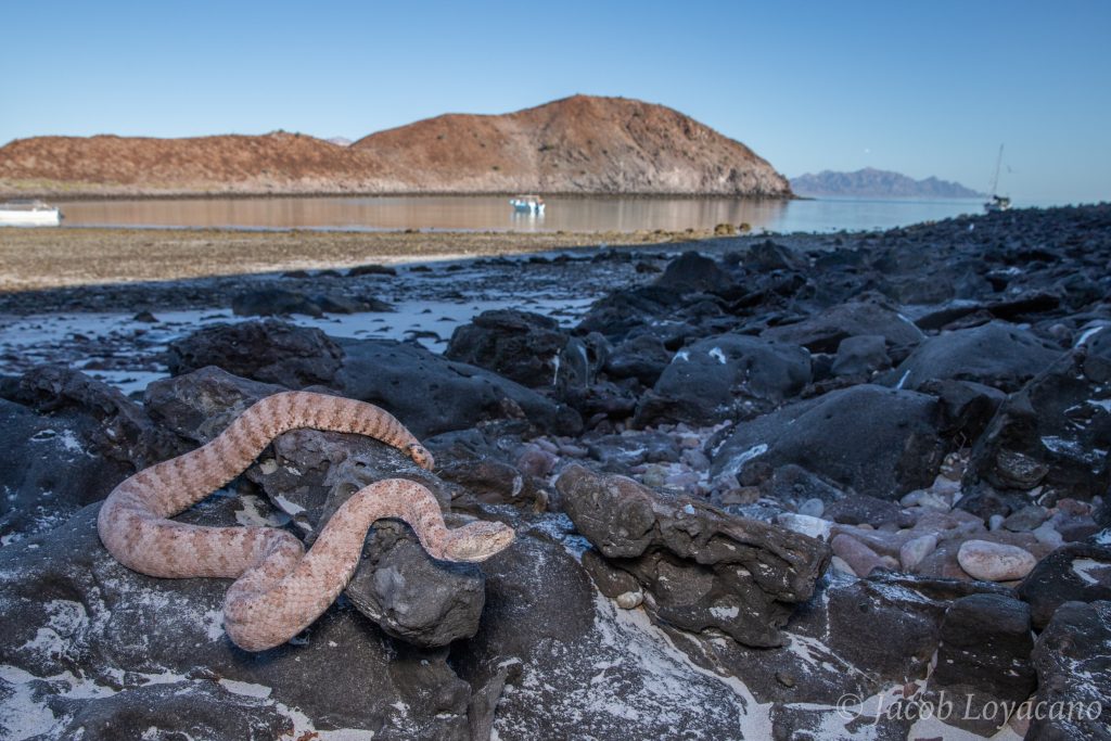 Unlocking the Mysteries of Evolution Through Rattlesnake Venom