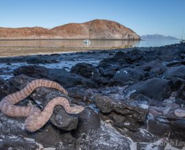 Unlocking the Mysteries of Evolution Through Rattlesnake Venom