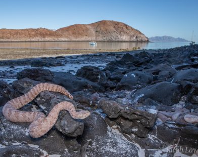 Unlocking the Mysteries of Evolution Through Rattlesnake Venom