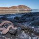 Unlocking the Mysteries of Evolution Through Rattlesnake Venom