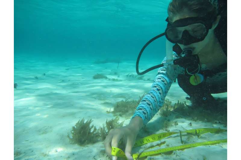 Fee Smulders measures how far the seagrass has grown on Bonaire. Credit: Marjolijn Christianen Climate change threatens seagrass, but it proves more resilient than expected