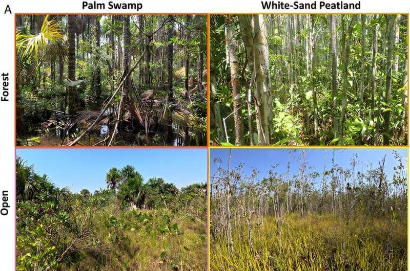 Researchers identified two specific types of Colombian peatlands—palm swamps, and white-sand peatlands—both with forested and open variations. Credit: Environmental Research Letters (2025). DOI: 10.1088/1748-9326/adbc03 Colombia's peatlands could be a crucial tool to fight climate change—but first we have to find them