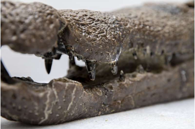 The teeth of this fossil Borealosuchus skull typify the toothy grin of semi-aquatic generalist predators that survived the end-Cretaceous mass extinction. Credit: Jack Rodgers/Natural History Museum of Utah For a while, crocodile