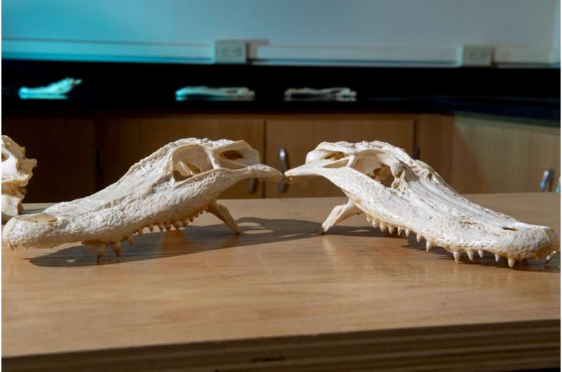 Skulls of Araripesuchus gomesii (left), a Late Cretacious terrestrial predator and Cricosaurus suevicus (right), a Late Jurassic aquatic predator. Credit: University of Central Oklahoma For a while, crocodile