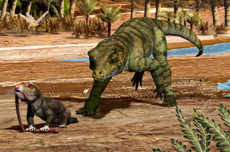 Some 215 million years ago in what is now northwestern Argentina, the terrestrial crocodylomorph Hemiprotosuchus leali prepares to devour the early mammal relative Chaliminia musteloides. Credit: Jorge Gonzalez For a while, crocodile