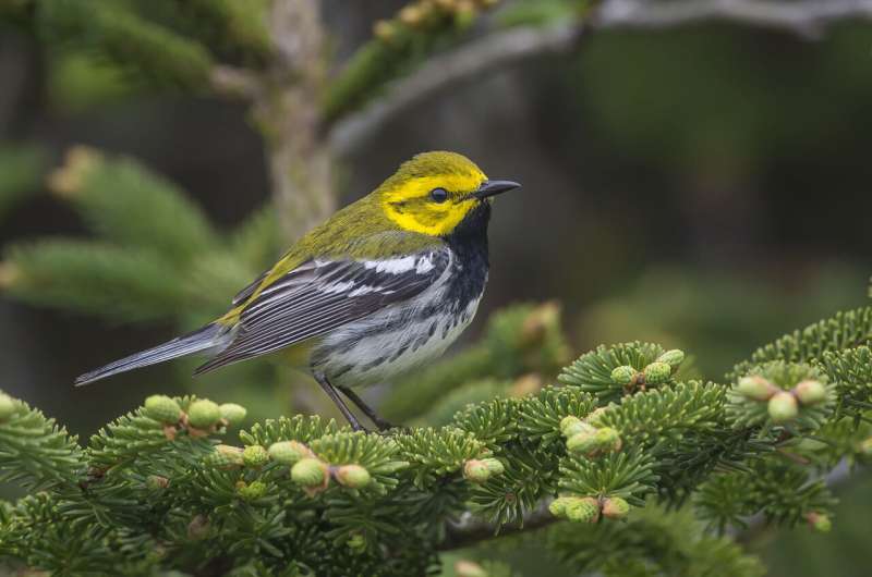 A new study used modern methods to reassess a foundational study in biology that explained how ecologically similar species of wood warblers coexist. The research team examined foraging behavior, physical characteristics, diet and evolutionary history of 13 warbler species, including the black-throated green warbler (Setophaga virens) pictured here, and found that how these songbirds coexist is more nuanced than originally proposed. Credit: Ronnie d'Entremont Foraging on the wing: How can ecologically similar birds live together?