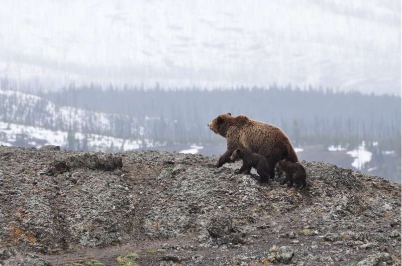 Credit: CC0 Public Domain grizzly bear