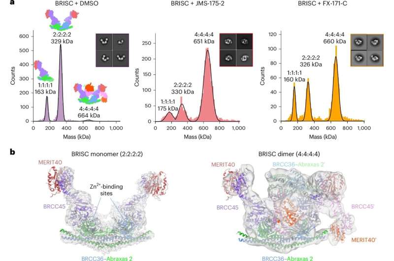 Inhibitors stabilize a BRISC dimer. Credit: Nature Structural & Molecular Biology (2025). DOI: 10.1038/s41594-025-01517-5 New 'Molecular glues' as a possible therapeutic approach for autoimmune conditions