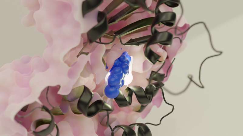 A detailed view of the interior of a protein. The identified pathoblocker C26 (blue) has been shown to bind to the HilD-Regulator. The figure also illustrates the protein structure as predicted by AlphaFold (black). Credit: Leon Kokkoliadis/CMFI, University of Tübingen New pathoblocker is to stop Salmonella infections early on
