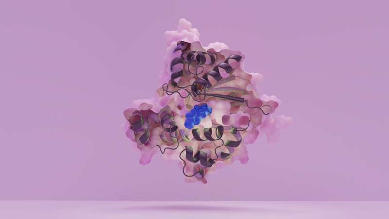 Cut through a protein: Look inside the HilD Regulator and the binding site for the pathoblocker. The discovered substance C26 (blue) bound to the HilD regulator and acting as a pathoblocker. Credit: Leon Kokkoliadis/CMFI, University of Tübingen New pathoblocker is to stop Salmonella infections early on