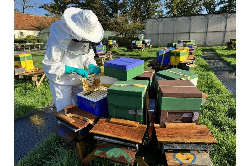 A beekeeper with APIX Biosciences checks out a colony bees that were fed the new nutritionally complete food source near their Belgium headquarters. Credit: APIX Biosciences. New pollen-replacing food for honey bees brings new hope for survival