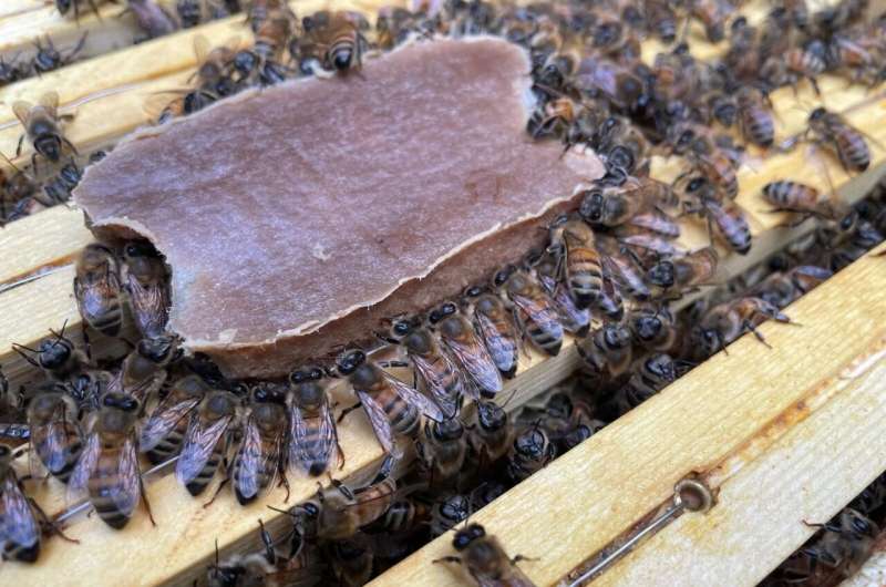 Honey bees chew on the new food product, which meets all of their nutritional needs. Credit: APIX Biosciences New pollen-replacing food for honey bees brings new hope for survival