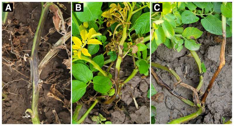 Symptoms of aerial stem rot (ASR) caused by Pectobacterium carotovorum. A, Initial infections occur through wounds such as petiole scars or insect damage and expand outward, creating a distinct black lesion. B, The lesion spreads down the stem, infecting petioles and eventually killing the stem. C, Severe ASR infection showing disease in four out of five stems on the plant. Note that the lesions have spread down the stem as healthy, green tissue can be seen around the base of the plant in the infected stems. Credit: Courtesy Phillip S. Wharton— 2025 The American Phytopathological Society New study confirms copper-based fungicides as a reliable solution for aerial stem rot in potatoes