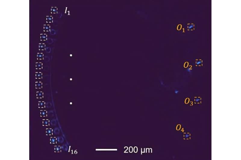 An image of the light inside the chip — the white dashed boxes are the inputs and the yellow dashed boxes the outputs. Credit: Liang Feng, Tianwei Wu Penn engineers first to train AI at lightspeed