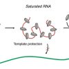 How 'Jumping Genes' Sneak into Our DNA While Cells Are Dividing