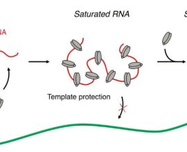 How 'Jumping Genes' Sneak into Our DNA While Cells Are Dividing