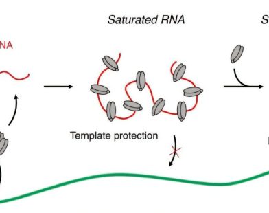 How 'Jumping Genes' Sneak into Our DNA While Cells Are Dividing