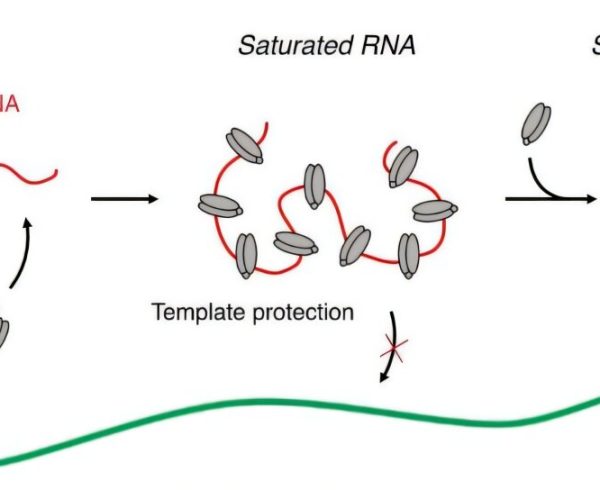 How 'Jumping Genes' Sneak into Our DNA While Cells Are Dividing