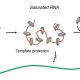 1746225986_How Jumping Genes Sneak into Our DNA While Cells Are 80x80