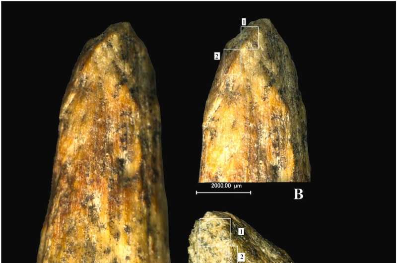 High resolution microscopic photograph of the tip of the specimen (A) and two high resolution microscopic photographs (B and C) detailing flattened areas on the tip (indicated with white rectangles, and numbered 1 and 2). Credit: Liubov V. Golovanova et al Ancient bone spear tip found in Russia is oldest in Europe and made by Neanderthals