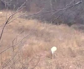 Nature's Enchantment: Rare Albino Deer Illuminate Iowa's Woodlands—Witness the Magic!