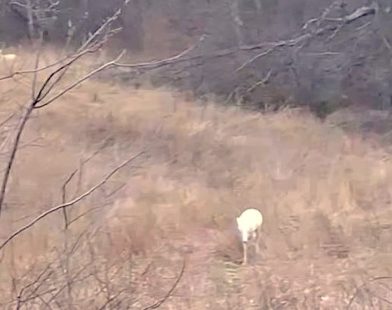 Nature's Enchantment: Rare Albino Deer Illuminate Iowa's Woodlands—Witness the Magic!