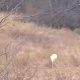 Nature's Enchantment: Rare Albino Deer Illuminate Iowa's Woodlands—Witness the Magic!