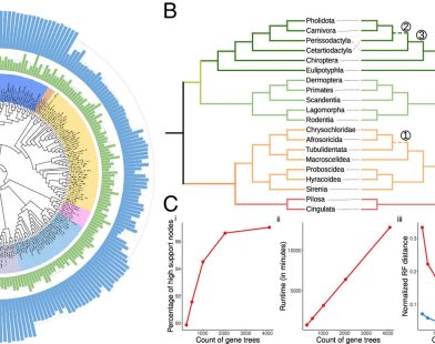 Revolutionary Tool Makes It Easy to Discover Evolutionary Relationships Among Species
