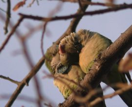 How Social Connections Influence the Unique Voices of Monk Parakeets