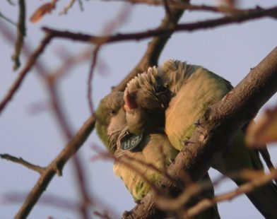 How Social Connections Influence the Unique Voices of Monk Parakeets