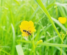 New Study Reveals Agriculture’s Role in Insect Decline