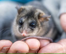 Empowering Young Guardians: School Kids Join Forces to Revive the Mountain Pygmy Possum in the Heart of the Australian Alps!