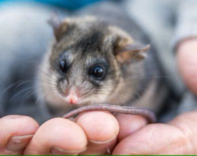 Empowering Young Guardians: School Kids Join Forces to Revive the Mountain Pygmy Possum in the Heart of the Australian Alps!